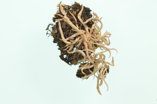 Lichen specimen